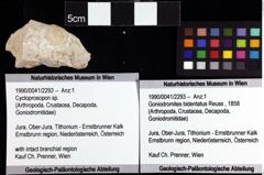 Foto (Objket + Etiketten) von Cycloprosopon sp. 